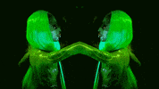 Dance Rap GIF by Whipped Cream
