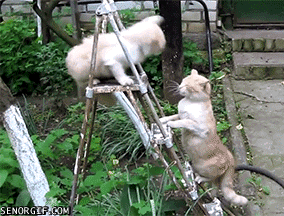 Fight Cats GIF