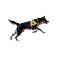 Rettungshund Sticker by Österreichische Rettungshundebrigade