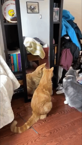 Cat Baffled by Reflection In The Mirror