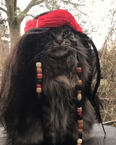 Cat Channels Pirates of the Caribbean With New Hairstyle