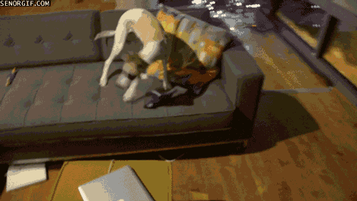 creature GIF by Cheezburger
