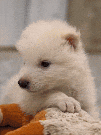 Dire Wolf GIF by Colossal