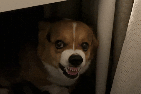 Dog Corgi GIF
