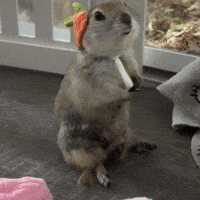 Squirrel Carrot GIF