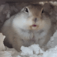 Squirrel Eating GIF