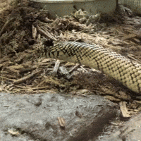 Leaving See Ya GIF by Valley Zoo Development Society