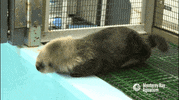sea otter GIF by Monterey Bay Aquarium