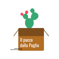 ilpaccodallaPuglia box coming soon verde comingsoon Sticker