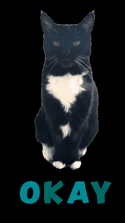 Tuxedo Cat Smile GIF
