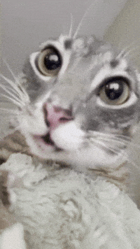 Cat Licking GIF