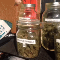 GIF by andymilonakis