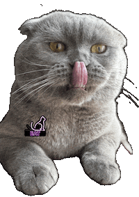 Hungry Cat Sticker