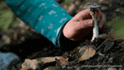 GIF by KQEDScience