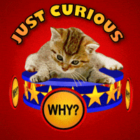 Im Curious What Happened GIF