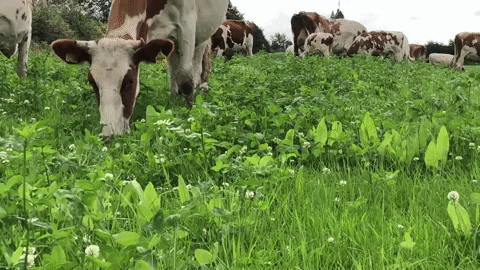 Cow Grass GIF by Mossgiel Farm
