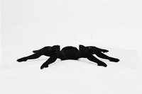 legs GIF by Sam Cannon