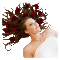 Rose Petals Pop Sticker by Liddy Clark