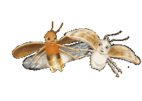 Bug Firefly Sticker by Jupitermond Verlag