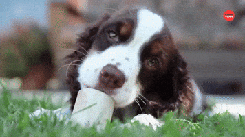 Can You Watch These Puppies Without Smiling?