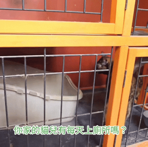 體驗｜害羞玳瑁貓的保健日糧品【Petlife】營養化毛、泌尿