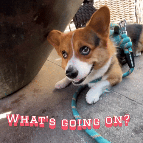Whats Going On Corgi GIF