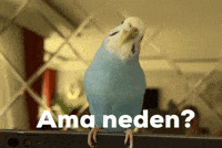 Lütfen GIF
