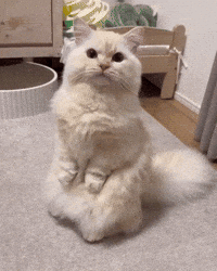 cat wow kitty meow talent GIF