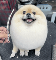 Grooming Get Ready GIF