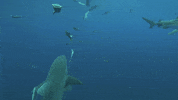 Shoot Fail GIF by Shark Week