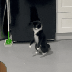 Somington giphygifmaker cat meme jump GIF