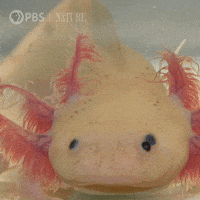 Axolotl Salamander GIF by Nature on PBS