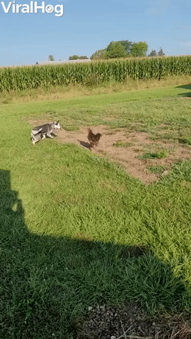 Husky and Rooster Play Tag Together