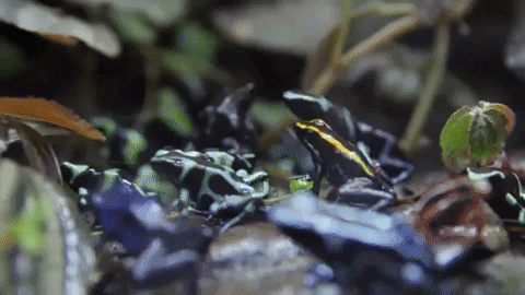 georgiaaquarium giphygifmaker frog poison dart frog endangerd GIF