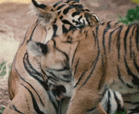 Mothers Day Baby GIF by San Diego Zoo Wildlife Alliance