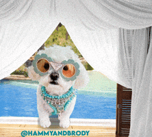 Dogs Puppy GIF by HammyandBrody