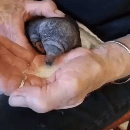 Rescued Baby Echidna Puggle Drinks Milk From Australian Wildlife Carer's Hand