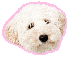 Dog Frenkie Sticker by TESS V