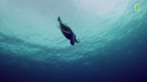 nat geo ocean GIF by National Geographic Channel