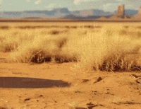Desert Boots GIF by Ariat