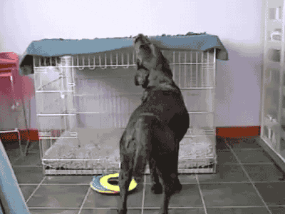 gifmedogs dog crate GIF by Rover.com