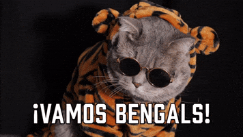 ¡Vamos Bengals!