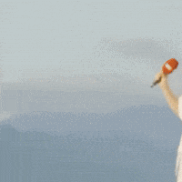 Caio Cerqueira GIF