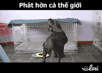 tumy GIF by Lozi Singapore Co.