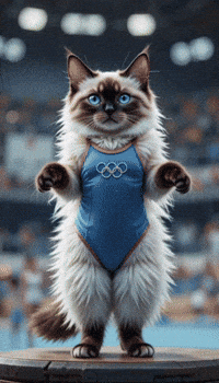 Cats Barcos GIF