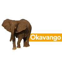 Elephant Act Now Sticker by Re:wild