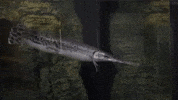 Fish Education GIF by Mecklenburg County