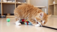 Kitten Plays With String