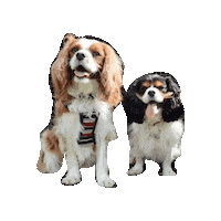 Dogs Puppy Sticker
