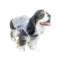 Happy Dogs Sticker